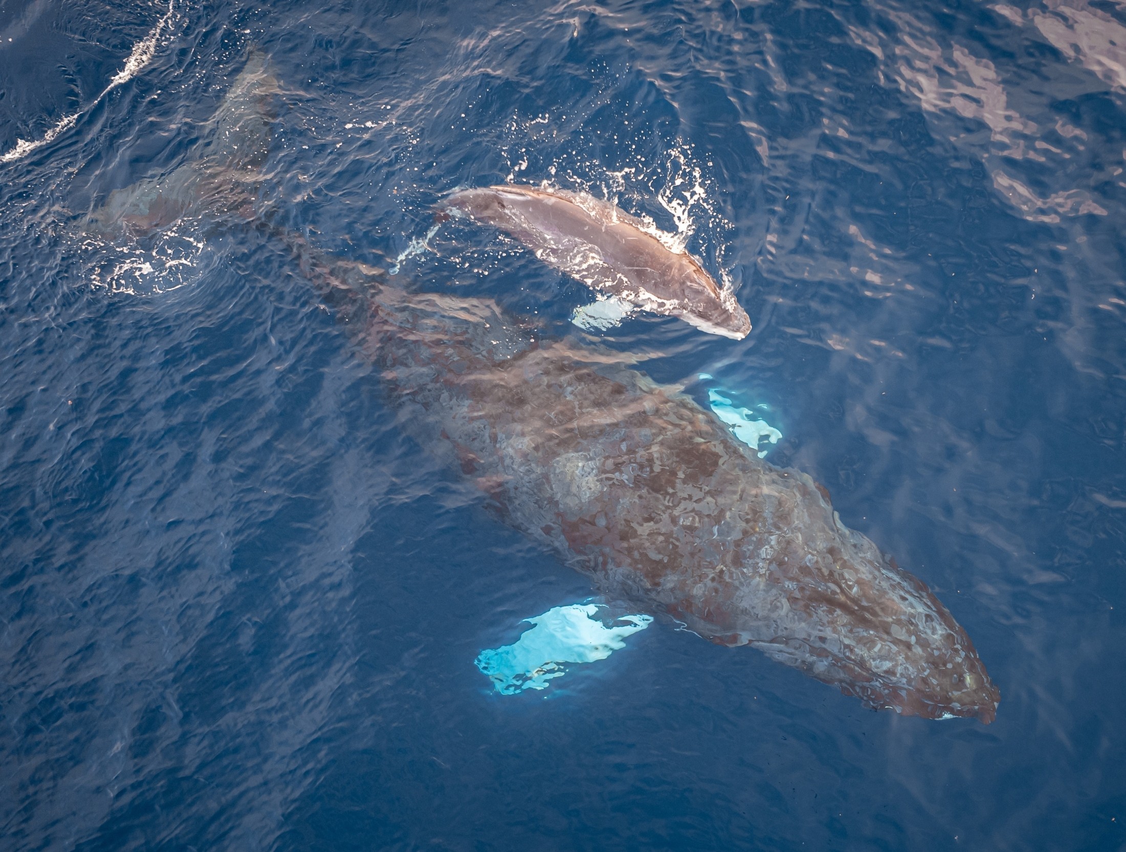 Baleen whale mothers tip the scales in a surprising way