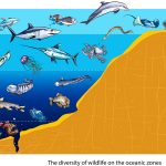 Fish that live in the ocean's midwater 'twilight zone' like bigscale pomfret are the missing links between sharks and their prey