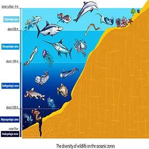 Graphic illustration showing oceanic zones with marine animals distributed by depth.