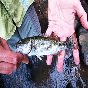 The Altamaha bass has light gold scales with olive margins, darker brown blotches on their sides and orange on the edges of their fins. Credit: UGA