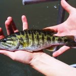 Two new species of bass fish discovered in a lake in the U.S. state of Georgia. Bartram bass image credit: UGA