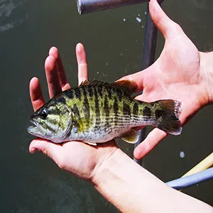 The Bartram bass is one of two new species of black bass documented by UGA researchers. Credit: UGA
