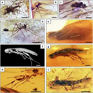 Cretaceous amber of Ecuador unveils new insights into South America’s Gondwanan forests. These images show different insects found in the Genoveva amber deposits. Credit: Nature Communications Earth and Environment