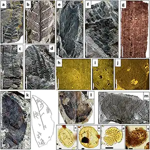 Plant diversity (macrofossils and pollen grains) from the Hollín Formation at the Genoveva quarry. Credit: Nature Communications Earth and Environment