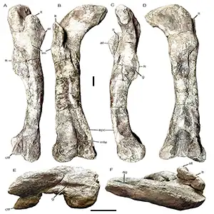 Right femur of Camarillasaurus cirugedae, MPZ 2022/182c, in lateral (A), anterior (B), medial (C), posterior (D), distal (E), and proximal (F) view. Credit: Palaeontologia Electronica