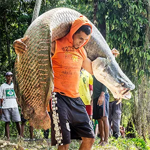 Local community member engaged in Community-Based Management (CBM) carrying a large wild-caught Arapaima fish. Credit: Hugo CM Costa / Instituto Jurua