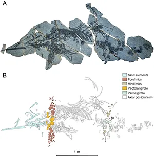 Holotype specimen of Eurhinosaurus mistelgauensis sp. nov. (UMO BT 011 221.00). A. Photograph; B. Interpretative line drawing. Abbreviations: fc, first caudal centrum (number 51, first centrum with fused rib facets). Credit: Fossil Record