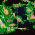 Memory loss is reversed by 'activating' the mitochondria in the brain