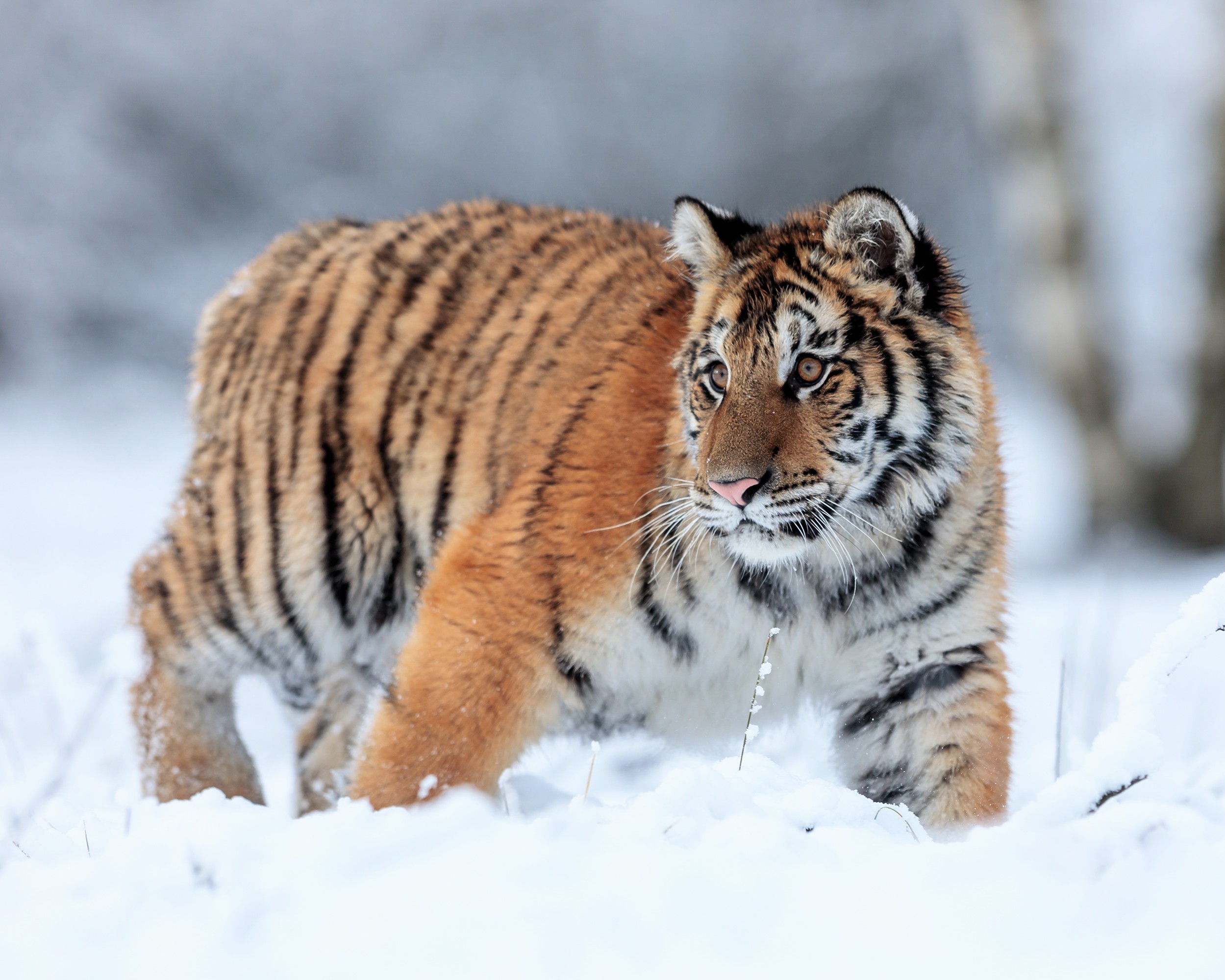 Зэрлэг байгаль дахь хөдөлгөөн: Ноход зам дагадаг бол харин муурнууд яагаад дураараа тэнүүчилдэг вэ?