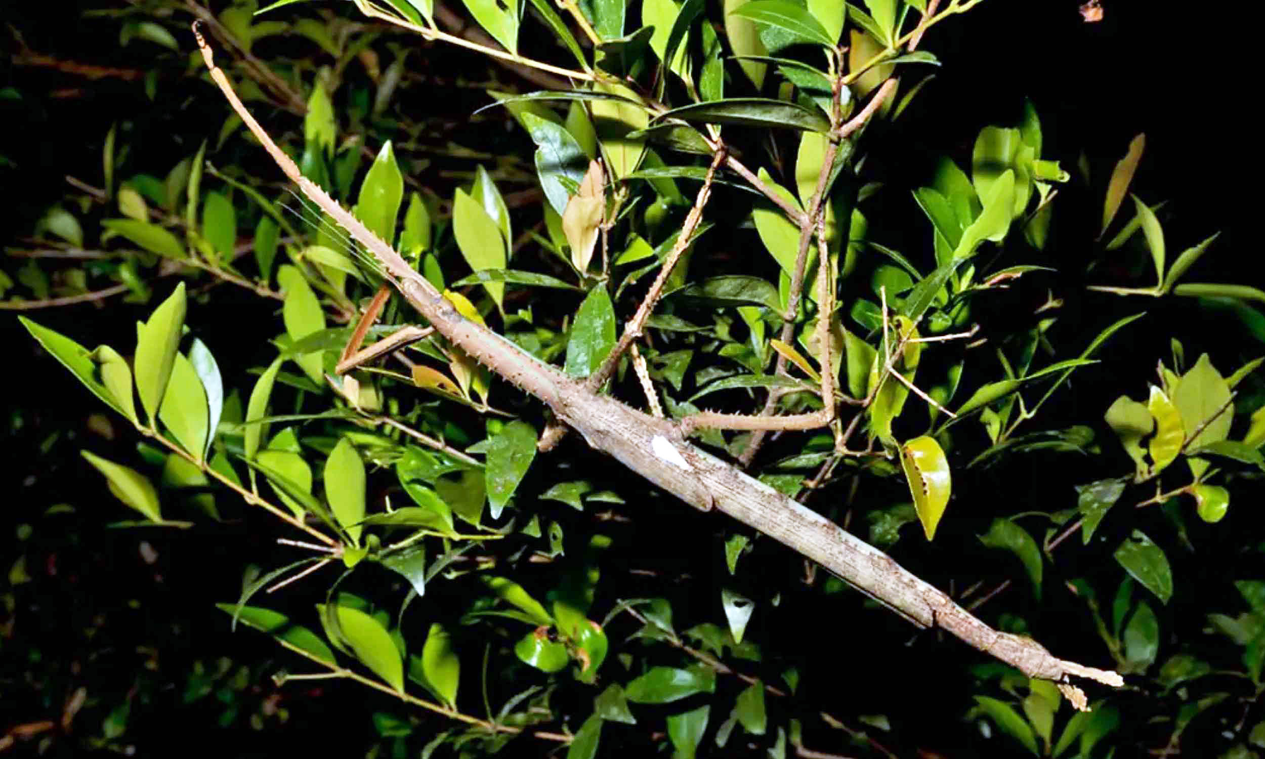 Stick insect as large as a branch has been discovered in Australia