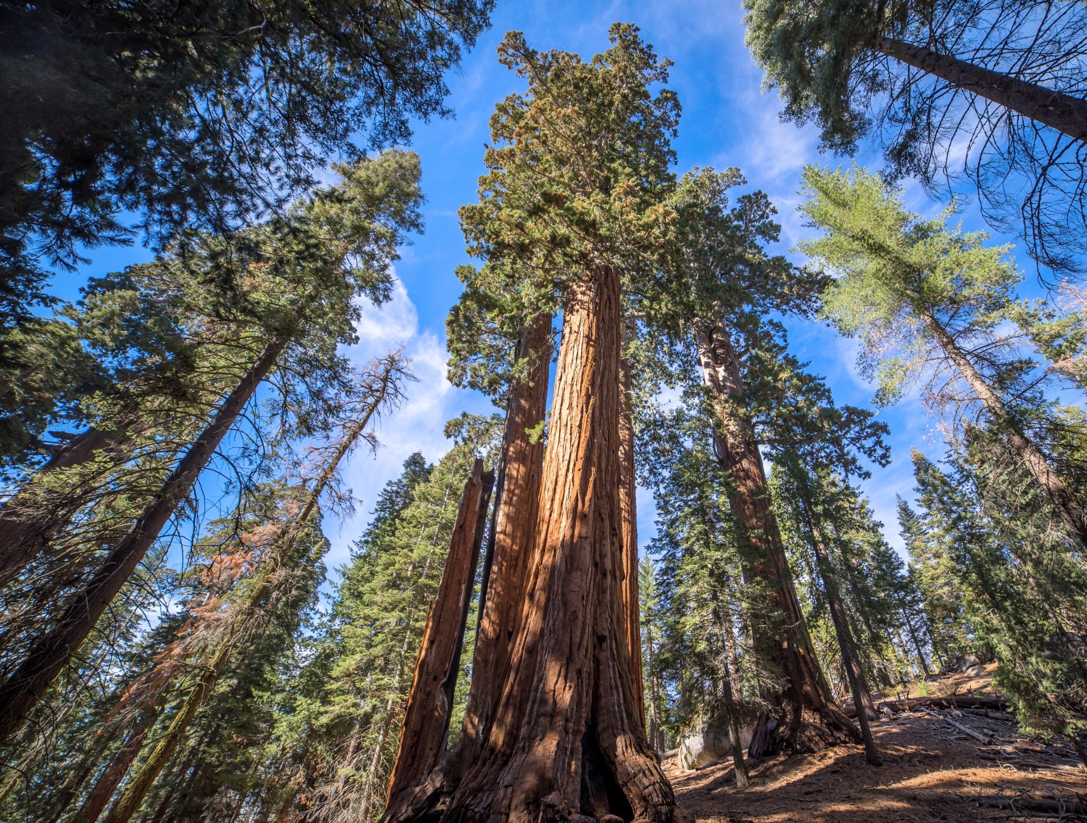 Forests are quietly collapsing under climate stress