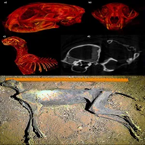 Figure 3. 3D virtual reconstructions for a & b) the skull, (c) soft tissues in the cranium, and d) the thorax of mummy 2. e) mummy 1 at the discovery site inside the cave. Credit: Ahmed Boug et al. 2025/National Centre for Wildlife, Saudi Arabia