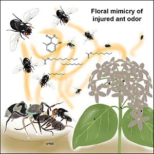 Japanese dogbane (Vincetoxicum nakaianum) lures kleptoparasitic fly pollinators by producing a floral scent mimicking the volatiles released by injured ants. Field observations confirmed that V. nakaianum is pollinated by four kleptoparasitic chloropid fly species that feed on the body fluids of injured insects. Credit: Current Biology