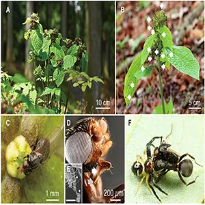 Flowers, flower visitors, and pollinators of Japanese dogbane plants (Vincetoxicum nakaianum) and the kleptoparasitic behavior of the pollinator fly Polyodaspis ruficornis (Chloropidae). Photo credit: Ko Mochizuki for (A)–(E) and Taku Shimada for (F)