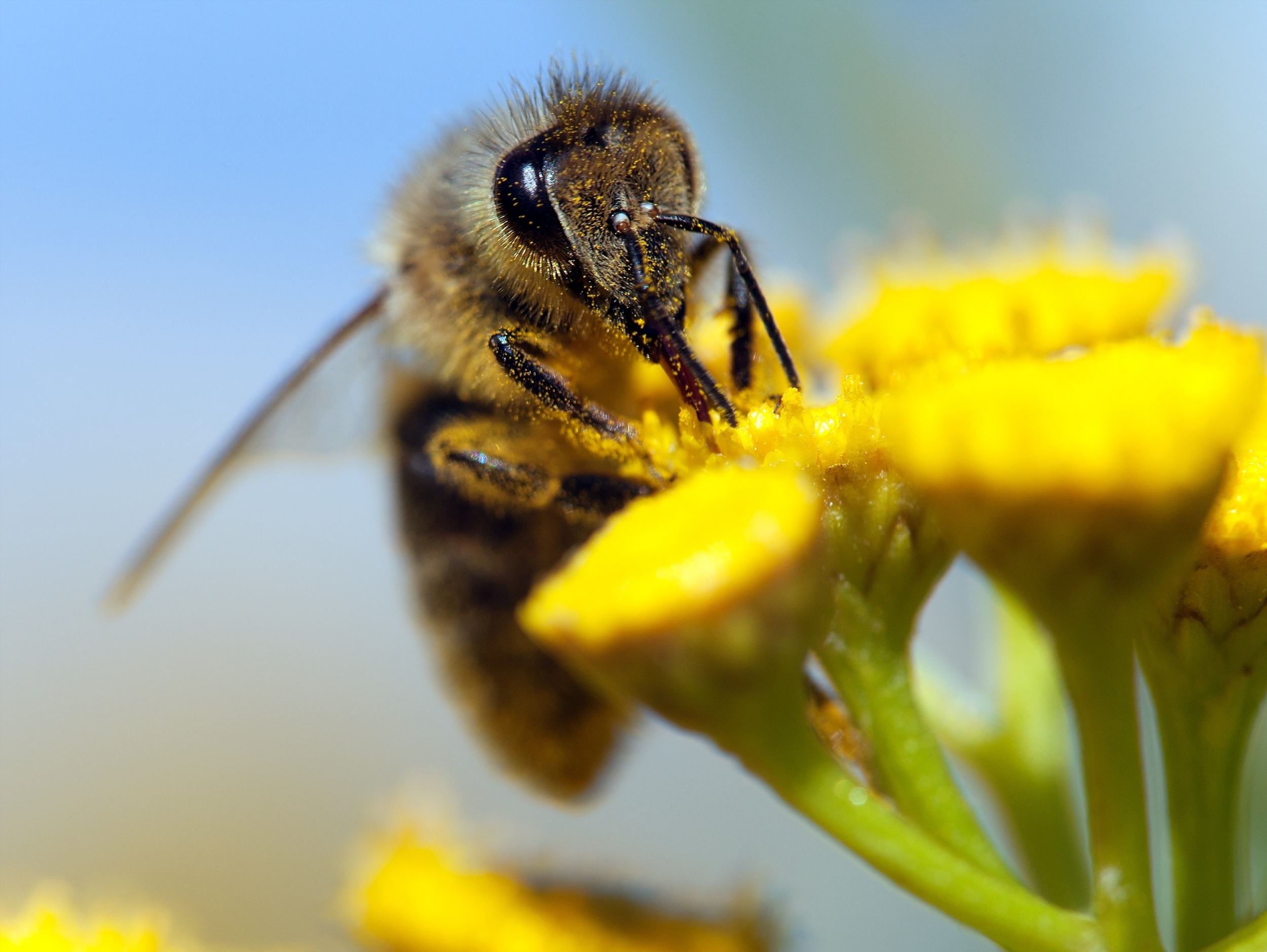 Honeybee dances reveal a new level of animal communication