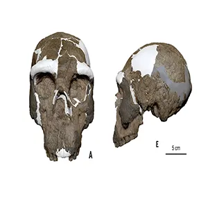 Reconstruction of the Yunxian 2 cranium in standard views. (A to F) Anterior, posterior, inferior, superior, left, and right views, respectively. Brown color indicates the fossil bone. The zygomatic bone and the tip of the left maxilla, as indicated with dark brown, were grafted and reconstructed by incorporating elements of Yunxian 1. White color indicates the reconstructed parts inferred from the fracture edge and Yunxian 1. Neutral gray indicates the bones crushed and covered by other bones and matrix. Scale bar, 5 cm. Credit: Science