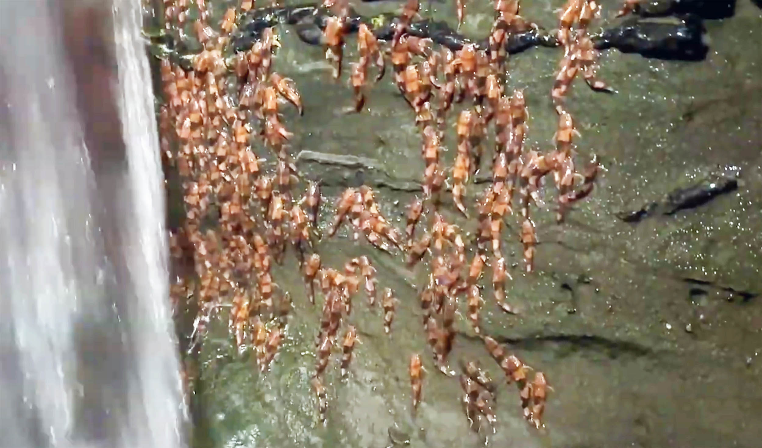 Scientists capture video of rare fish species 'climbing' Brazilian waterfalls