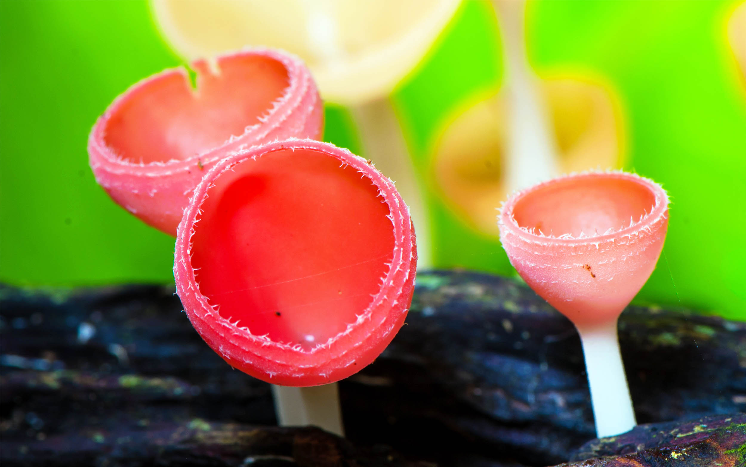 Fungi ruled Earth for eons before plants set their roots on land