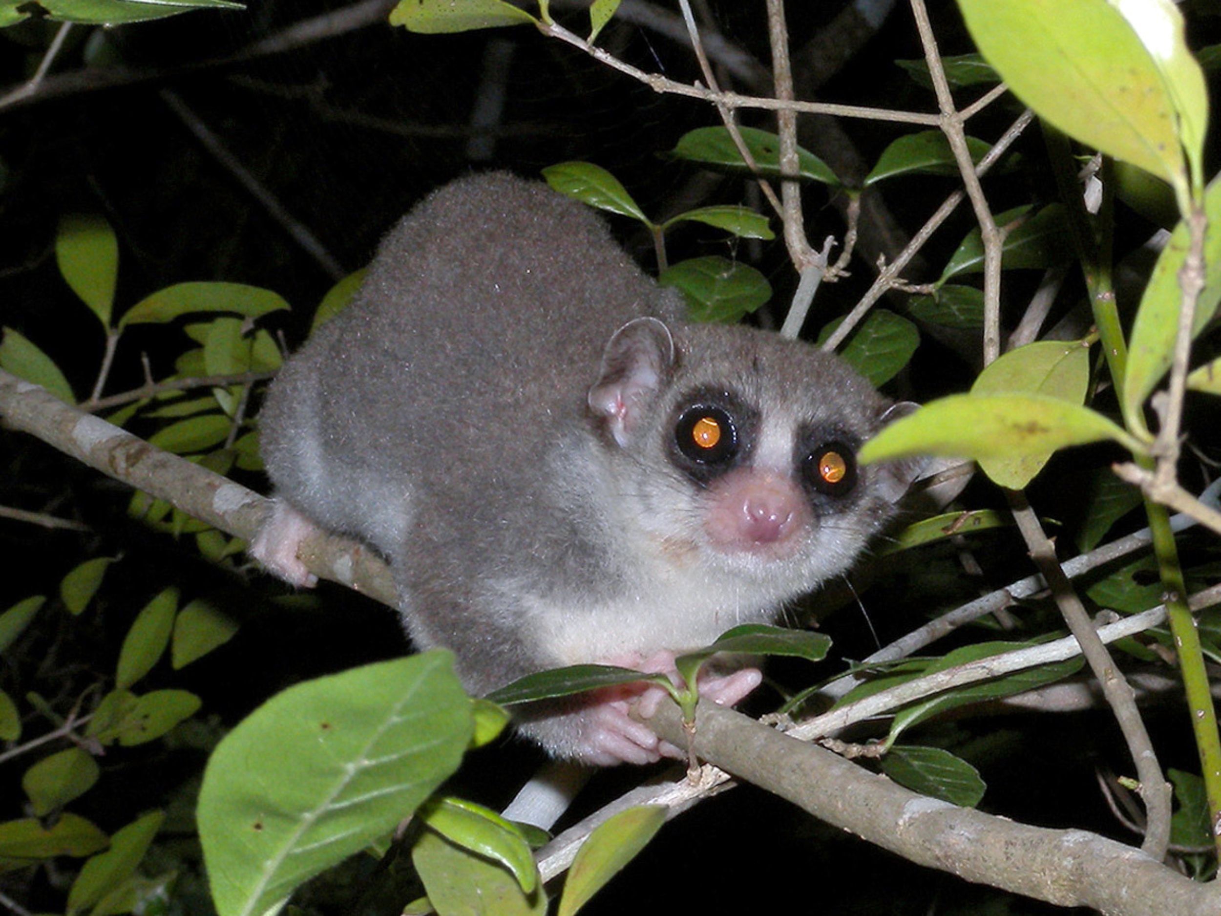 What hibernating lemurs reveal about surviving deep space