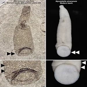 The fossil leech, Macromyzon siluricus, compared with a modern leech. Double arrows = large caudal sucker used for attachment, single arrows = body annulations. Credit: Andrew J Wendruff/Otterbein University/ Takafumi Nakano/Kyoto University