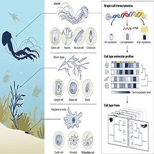 Molecular profiles derived from single-cell transcriptomics (or other data modalities such as chromatin accessibility) capture the gene expression patterns of individual cells, part of the Biodiversity Cell Atlas (BCA). By clustering similar cells, cell types and states can be identified and organized into hierarchies that reflect their molecular similarities. mRNA, messenger RNA. Credit: Nature