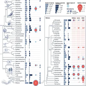 Phylogenetic state-of-the-art of single-cell atlases across eukaryotes, part of the Biodiversity Cell Atlas (BCA). For major eukaryotic (left) and animal (right) lineages, bar plots indicate the number of estimated species and sequenced genomes. Credit: Nature
