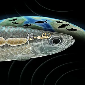 An artist's reconstruction of the Weberian apparatus in a 67 million-year-old fossil fish, Acronichthys maccognoi. The Weberian structure (gold-colored bones at center) arose from a rib (shown in gray attached to several back bones in the spine) and connect the fish's air bladder (left) with the inner ear (right). The bony structure endows the fish with more sensitive hearing and is still present today in two-thirds of all freshwater fish species. Credit: Ken Naganawa for UC Berkeley