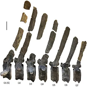 Istiorachis macarthurae gen. et sp. nov. holotype (MIWG 6643). The anterior-most seven caudal vertebrae in left lateral view with neural spines reconstructed. Credit: Papers in Paleontology