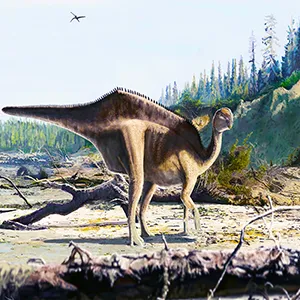 Graphic illustration of a dinosaur named Istiorachis macarthurae, which had an ornate sail on its back that was used for unknown purposes. Credit: James Brown