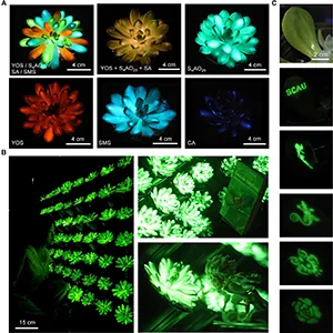 (A) Construction of luminescent plants using afterglow particles with diverse chemical compositions and emission colors. (B) Images of luminescent plant walls illuminating a person, book, and small figurine, captured with Canon camera and iPhone 15 Pro (see methods for camera settings). (C) Optical information encoding of the letters “SCAU” and various patterns via UV light excitation. Credit: Matter