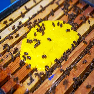 A pollen sterol "superfood" substitute in a honeybee colony, Oxford Bee Lab. Credit: Caroline Wood