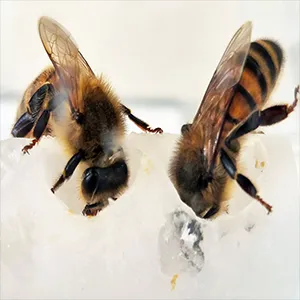 Worker bees feeding in the lab, Oxford Bee Lab. Credit: Caroline Wood