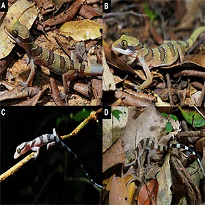 Several Cyrtodactylus sakaeratensis, or Sakaerat bent-toed geckos, showing varied coloring. Photos from Natee Ampai, Aowphol, Yodthong, Termprayoon, Grismer and Rujirawan (2025), shared by Ampai
