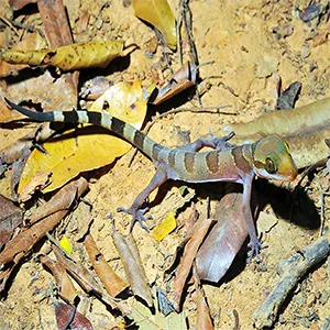 A Cyrtodactylus sakaeratensis, or Sakaerat bent-toed gecko. Photo credit: Natee Ampai, Aowphol, Yodthong, Termprayoon, Grismer, Rujirawan, Zootaxa (2025)