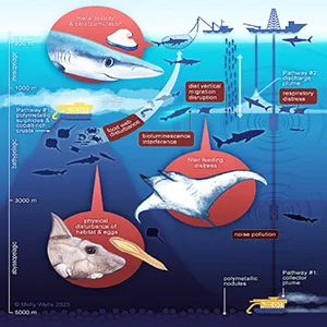 Schematic of two potential impact pathways (direct benthic impacts and midwater impacts) of deep-sea mining for polymetallic nodules, polymetallic sulphides, and cobalt-rich ferromanganese crusts. Credit: Molly Wells