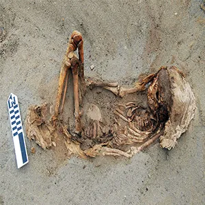 A typical child burial laying on its back, with the legs flexed, after a ritualistic sacrifice at the huanchaquito-las llamas sacrificial site. Note the cloth on the head. The body was placed facing northwest, toward the ocean. Credit: PLoS ONE