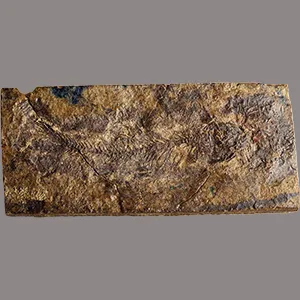 Photograph of Acronichthys maccagnoi fossil (with scale), which was located well inland from the shoreline of the Western Interior Seaway. Credit: Don Brinkman (Royal Tyrrell Museum)