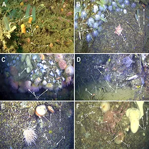 Habitats from the study site and associated fauna which the model was trained to detect. (A) Shallow slopes. (B) Wall/slope from shallow-intermediate section. (C) Wall and overhang from intermediate-deep section. (D) Wall and ledge from deep section. (E) Wall and overhang from bottom section. (F) Wall from bottom section. Credit: University of Gothenburg, Tjärnö Marine Laboratory