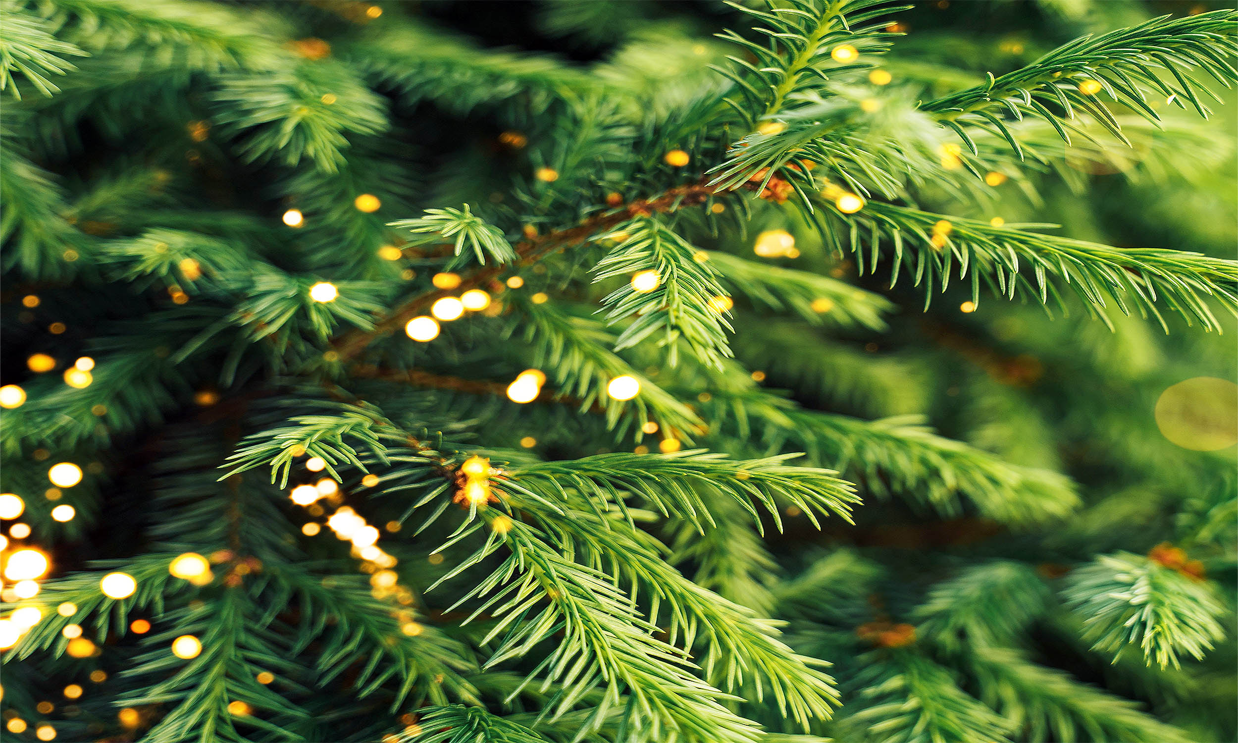 Money might not grow on trees, but scientists say gold sure does