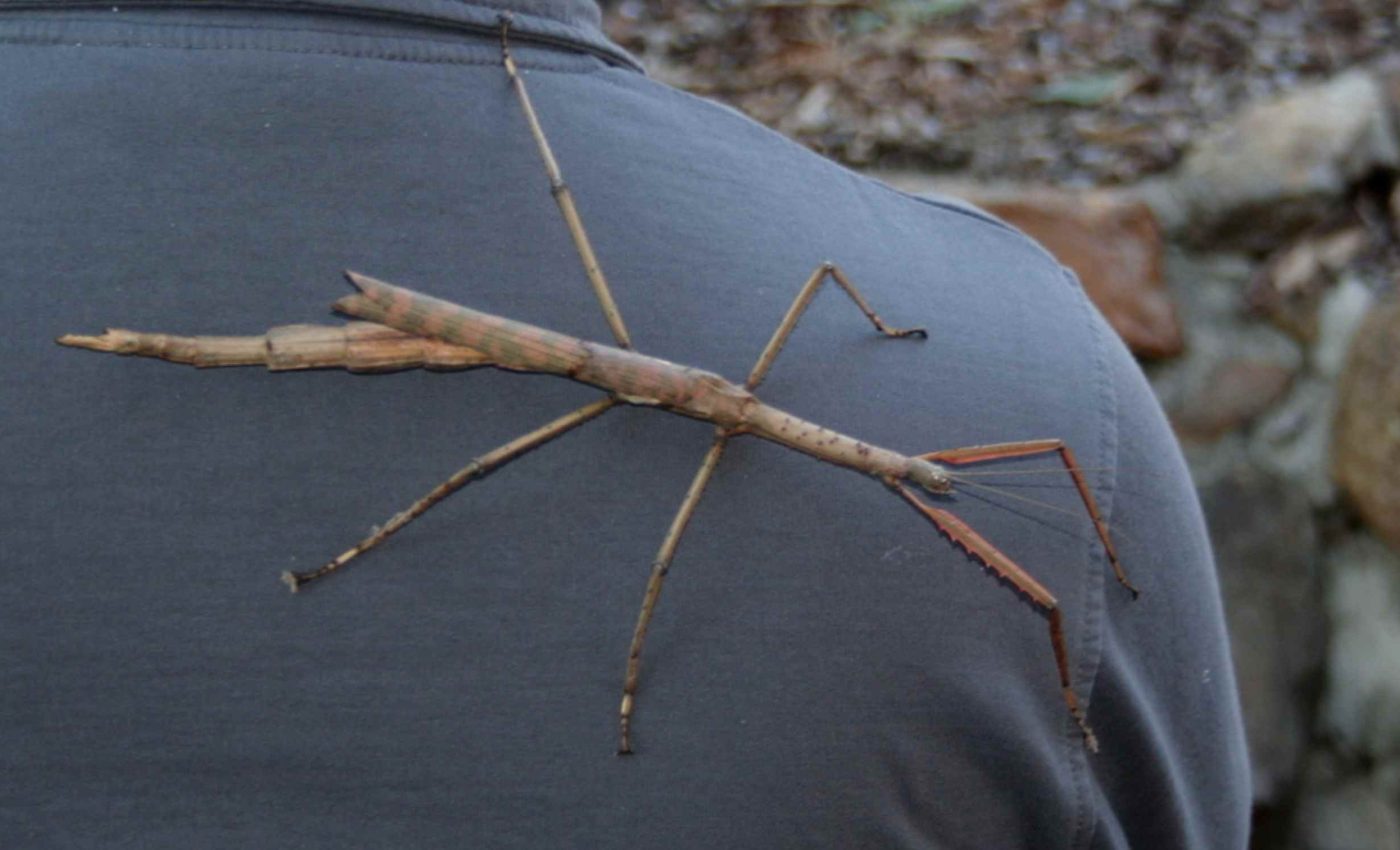 Golfrise Insect Giant Stick Bug Discovered