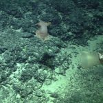 A new species of Dumbo octopus, Grimpoteuthis feitiana, has been discovered
