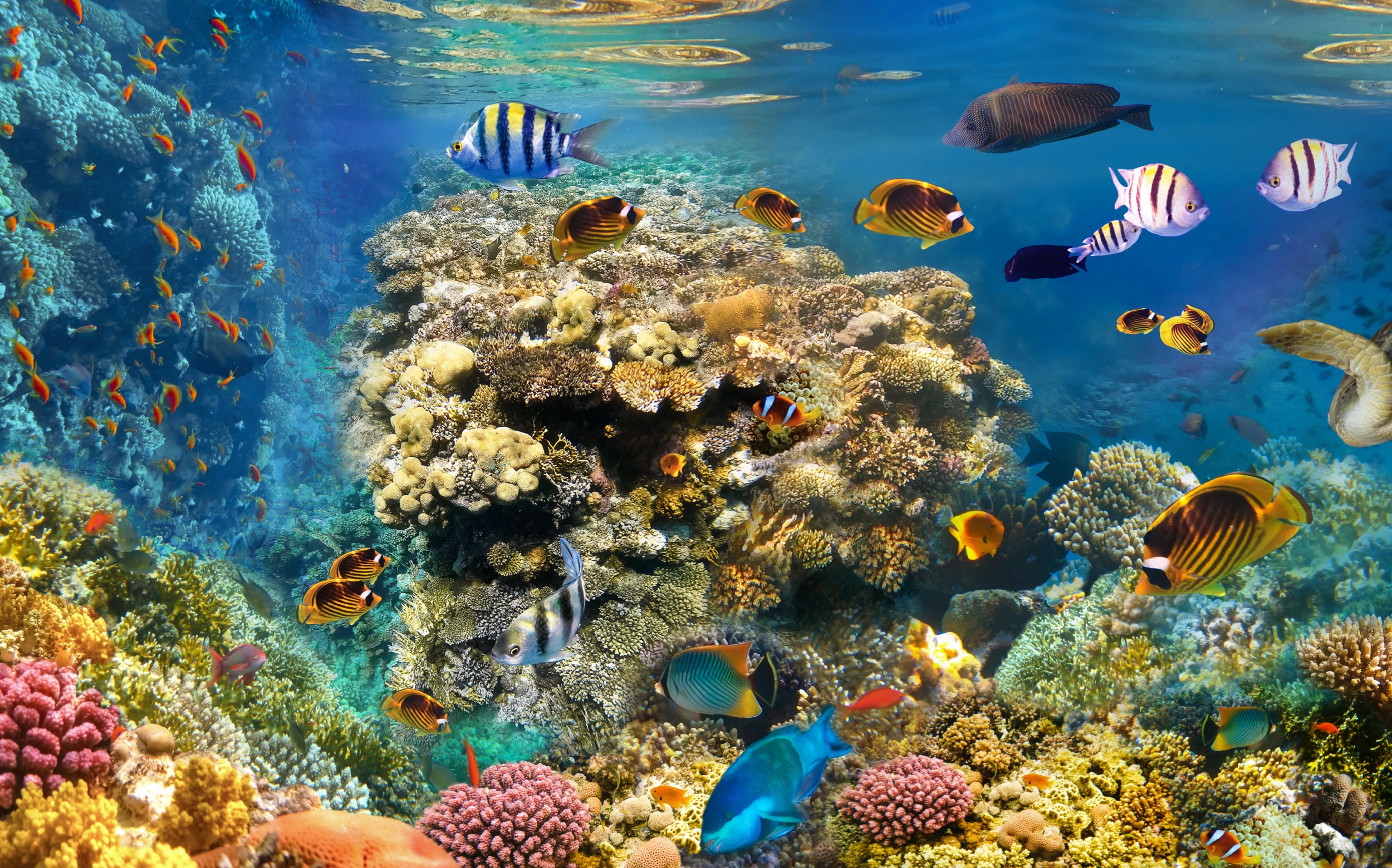 Coral fossils reveal 600,000 years of hidden climate records