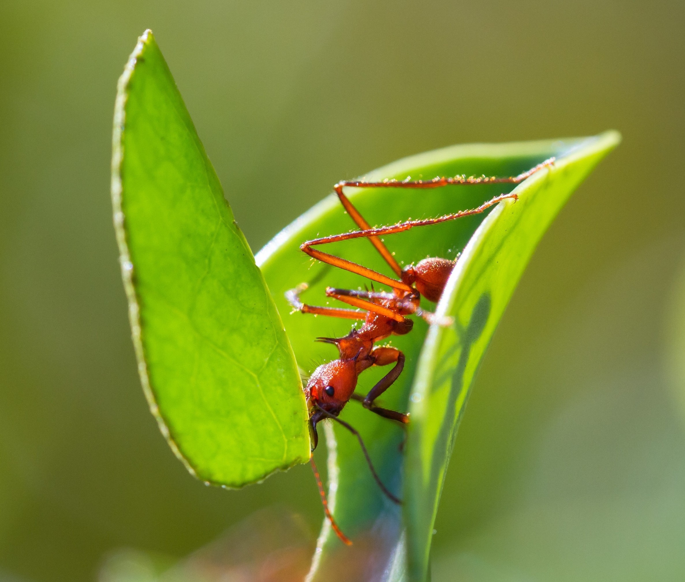 Even leafcutter ants get 'blind spots' when they're overloaded