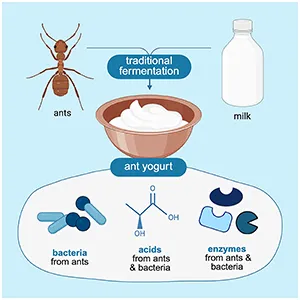 A historical fermentation originating from Turkey and Bulgaria – ant yogurt. By examining the traditional practice, gastronomic applications, and experimentally derived yogurts, scientists found that the red wood ant holobiont facilitates fermentation. Bacteria hosted by the ants can proliferate in the milk. Credit: iScience