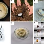 Ants in your yogurt? A long-lost recipe shows how insects can ferment milk. Credit: Alchemist