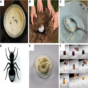 (A–C) Photographs of traditional ant yogurt fermentation initiated by Formica rufa ants and their characteristic thatched colonies, taken during field work in Bulgaria. (A) Live ants were added to warmed milk that was then (B) buried within the ant colony and left to ferment overnight. (C) The resulting milk had started to coagulate and acidify, indicative of early stages of yogurt fermentation. (D–F) Culinary applications created by the research and development team of two Michelin-star restaurant, Alchemist, using F. rufa ants: (D) ant yogurt ice cream sandwich, where the top view shows the tuile cookie that sandwiches the ice cream contained below (E) ant “mascarpone-like” cheese, and (F) milk-wash cocktail. Credit: A-C by David Zilber, and D-F by Søren Gammelmark and Kåre Knudsen of Alchemist.