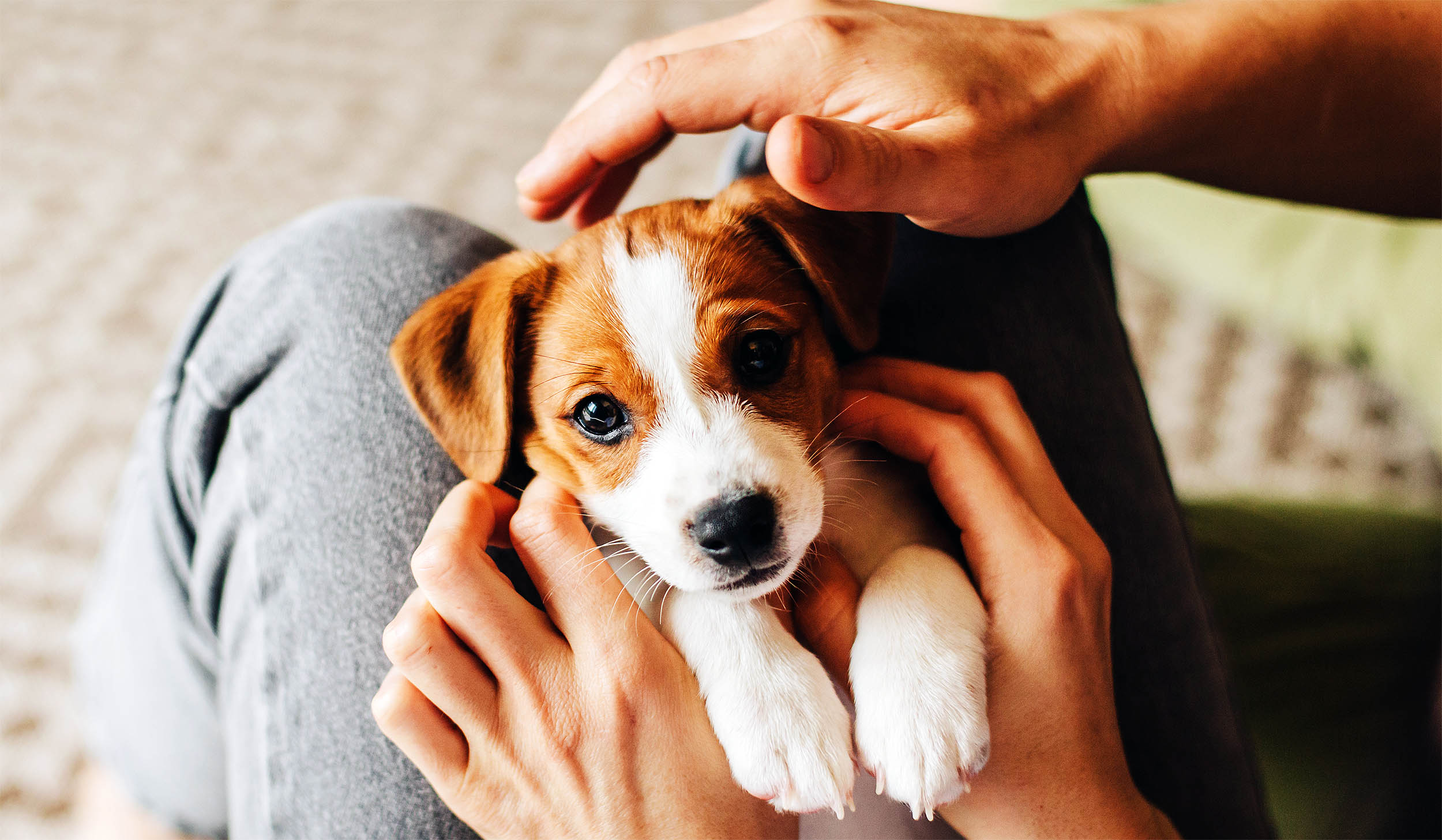 Нохойн зан чанар нь гөлөг байхдаа туулсан амьдралын туршлагаар төлөвшдөг