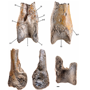 The end of a terror bird’s left tibiotarsus, a lower leg bone in birds equivalent to that of a human tibia or shin bone, dates back to the Miocene epoch around 12 million years ago. Credit: Degrange et al.