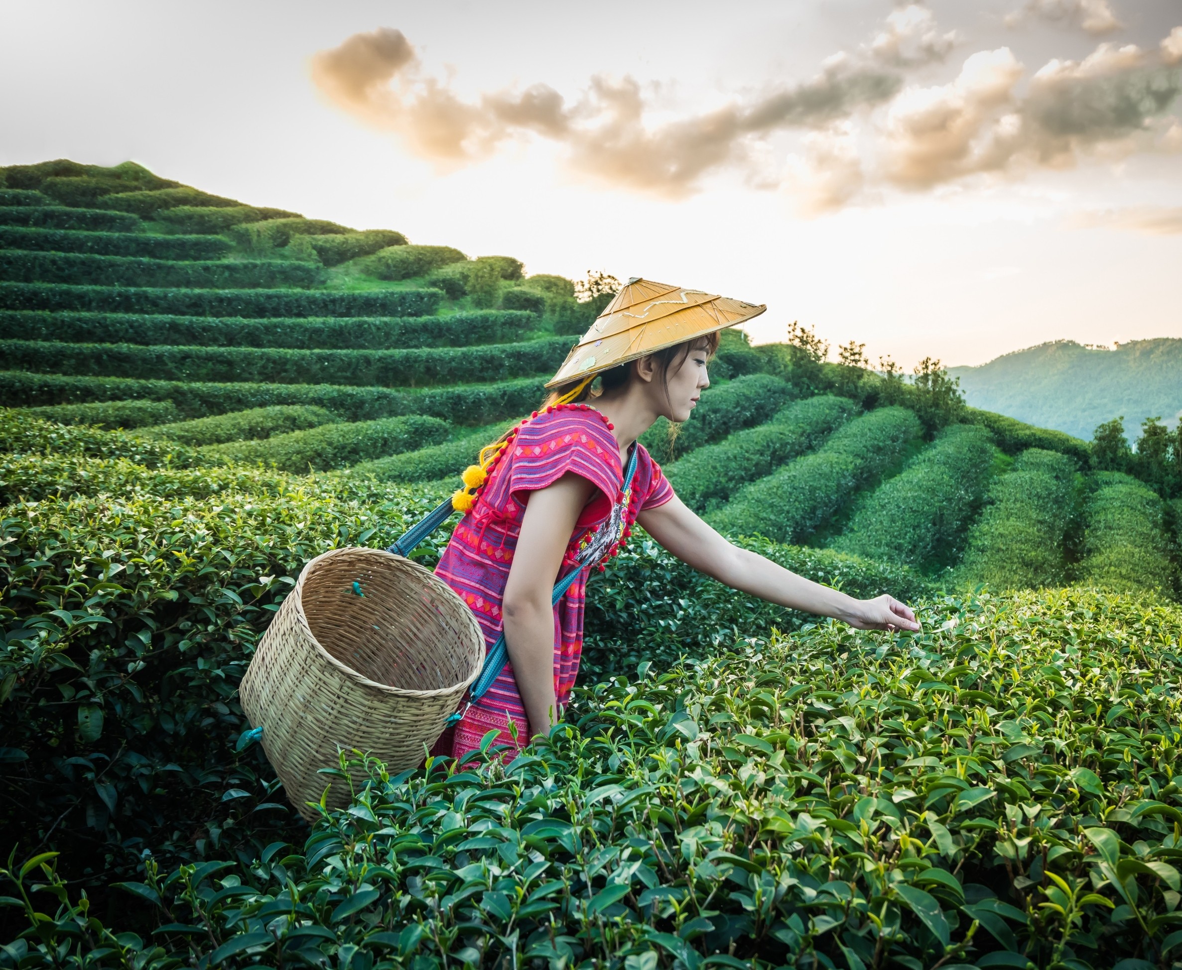 China’s tea-growing zones are shifting in a warmer world