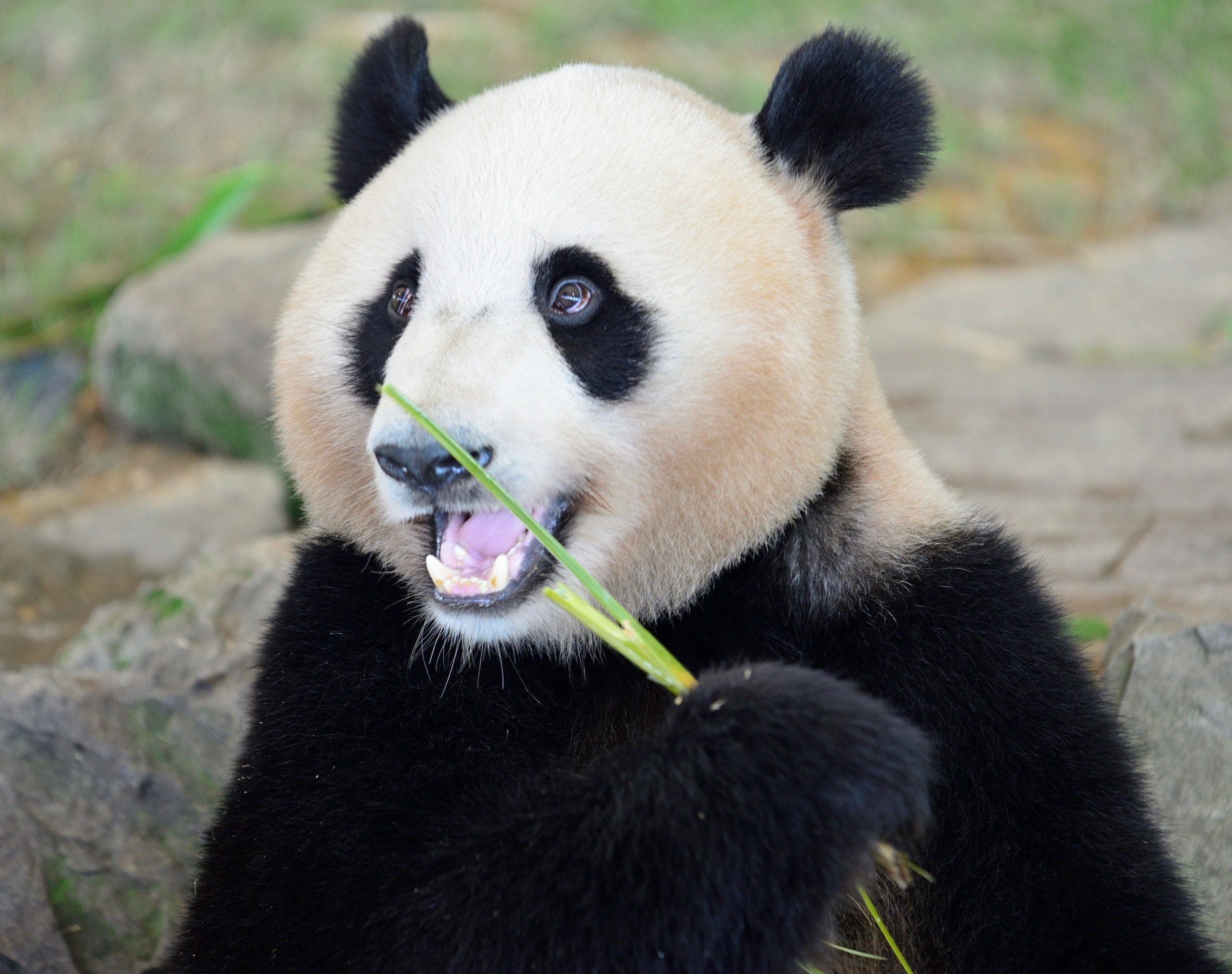 Panda gut bacteria changes in captivity